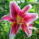 Crin - Lilium Crin - Lilium